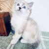 Super sweet Ragdoll kittens