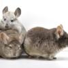 Trio of 2 Year Old Brown Velvet, Beige, & White Mosaic Female Chinchillas  "Nova "Lillith & "Whiskey"