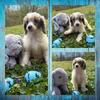 Male mini poodles