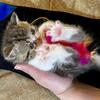Exotic CFA persian ESH