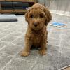 Cockapoo male 