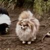 Merle Pomeranian puppy available- AKC Reg