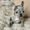 French Bulldog Puppies! Available for Sale