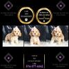 AKC Cocker Spaniel puppies ready to go! 