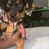 Rottweiler pup female 9wks $600