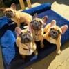 French Bulldog Puppies