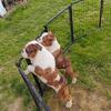 English bulldog puppies 