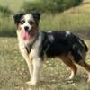 AKC Australian Shepherd