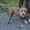 Bluenose Bully Stud