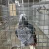 2 breeder male African Greys