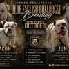 Olde English bulldogge puppies coming