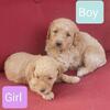 Gorgeous golden doodle labradoodle puppies