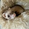 Ferret very sweet