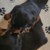 World Champion bloodline Rottweilers very intelligent easy to train