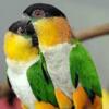 Im search of Black headed Caique
