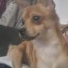 Chihuahua Pom mix