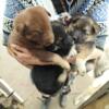 German shepherd puppies