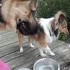 Happy Go Lucky little sheltie boy