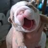 ENGLISH BULLDOG AKC FEMALE PUPPY