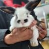 Bunnies available 4/10