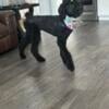 Female Black Standard Poodle