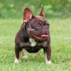 Adult Chocolate Tri Female French Bulldog