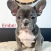 Blue French Bulldog