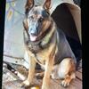 Free  imported sable male