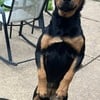 Shepweilers -German shepherds/rott mix