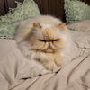 New Adorable Kittens. Himalayans with European roots