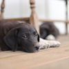 Puppies Great Dane mix