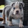 Blue Merle tri olde English bulldogge male 