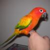 Red factor Sun Conures