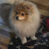 Bo male Pomeranian