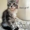 European Registered Maine Coon Kittens for sale!