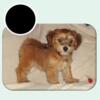 MaltiPoos (Maltese & Toy Poodle) puppies & adults, non-shedding, love to travel, Interlochen, MI