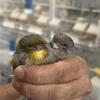 Exotic Canary