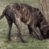 Male intact black brindle English mastiff