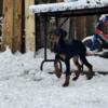 Dberman pinscher FREE