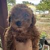 Red Teacup Poodle