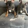 French Bulldog puppy call # 