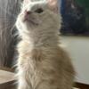 Male Maine coon t.i.c.a registered for sale