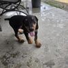 Doberman puppies