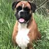 AKC Boxer Puppies For Sale