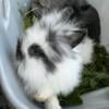 11 lionhead rabbits for sale