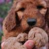 Espresso - Red Irish Doodle Boy