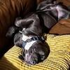 Cane Corso Male