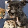 SchnauTzu Puppies 3 Girls Left