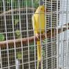 Female ringneck with dna