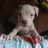 American Bully Pups,  blue bloodlines